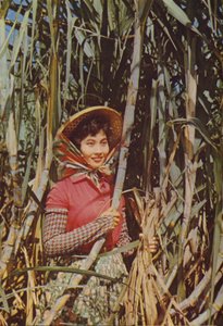 Taiwán: Azúcar de Caña