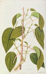 Hoja de Betel, de Cincuenta y Cinco Dibujos de Plantas Medicinales de Malaca, Volumen 1, c.1805-18 de Chinese School