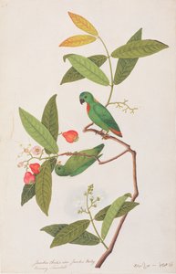 Loro Colgante de Corona Azul, de Dibujos de Aves de Malaca, c.1805-18 de Chinese School