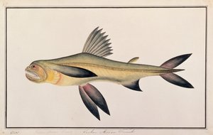 Pez Bombay, de Dibujos de Peces de Malaca, c.1805-18 de Chinese School
