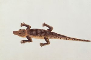Caimán Boo-ay-ah, de Dibujos de Animales, Insectos y Reptiles de Malaca, c.1805-18