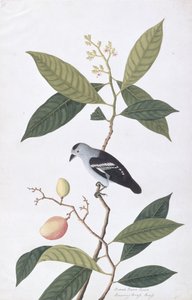 Booah Nawa Hawa, de Dibujos de Aves de Malaca, c.1805-18 de Chinese School
