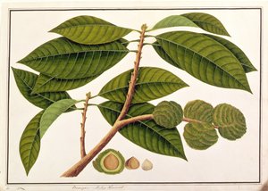 Brangam o Castaña Malaya, de Dibujos de Plantas de Malaca, c.1805-18 de Chinese School