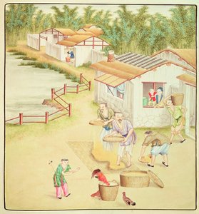 Campesinos chinos cribando arroz de Chinese School
