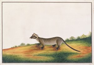 Civeta de Palma Común, de Dibujos de Animales, Insectos y Reptiles de Malaca, c.1805-18 de Chinese School
