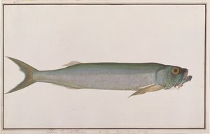 Dorab Wolf-herring, de Dibujos de peces de Malaca, c.1805-18 de Chinese School