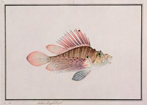 Eekan Linqah Singah, de Dibujos de peces de Malaca, c.1805-18 de Chinese School