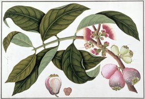 Eugenia o Jamboo Teloie poote, de Dibujos de Plantas de Malaca, c.1805-18 de Chinese School