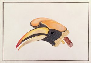 Gran cálao, de Dibujos de Aves de Malaca, c.1805-18