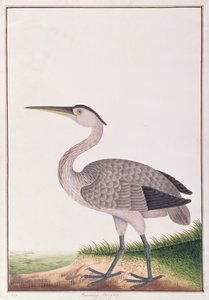 Garza gris, de Dibujos de Aves de Malaca, c.1805-18 de Chinese School