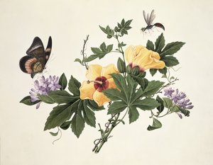 Hibisco y mariposa