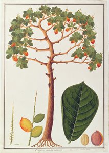 Klapang Terminalia Molucana o Almendra Malaya, de Dibujos de Plantas de Malaca, c.1805-18 de Chinese School