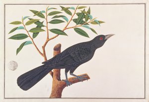 Koel, de Dibujos de Aves de Malaca, c.1805-18 de Chinese School