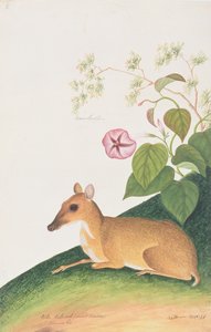 Ciervo Ratón Menor, de Dibujos de Animales, Insectos y Reptiles de Malaca, c.1805-18