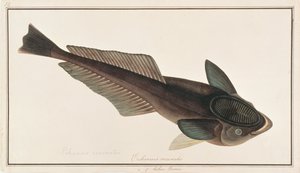 Rémora, de Dibujos de peces de Malaca, c.1805-18 de Chinese School