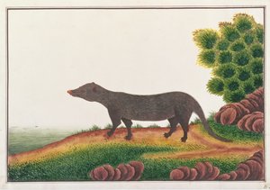 Mangosta, de Dibujos de Animales, Insectos y Reptiles de Malaca, c.1805-18 de Chinese School