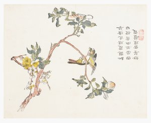 Jardín de semillas de mostaza de Chinese School