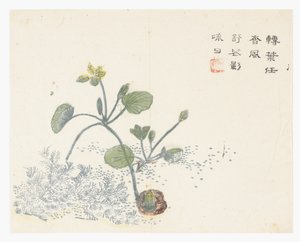 Jardín de Semillas de Mostaza de Chinese School