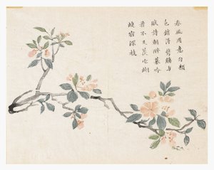Jardín de la semilla de mostaza de Chinese School
