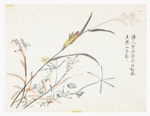 Jardín de semillas de mostaza de Chinese School