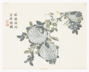 Jardín de Semillas de Mostaza de Chinese School