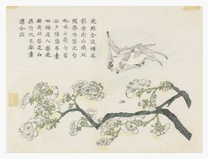Jardín de Semillas de Mostaza de Chinese School