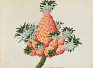 Nanas o Piña, de Dibujos de Plantas de Malaca, c.1805-18 de Chinese School