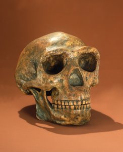 Cráneo reconstruido del Hombre de Pekín, Cueva Choukoutien
