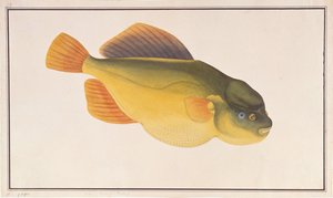 Pez globo, de Dibujos de peces de Malaca, c.1805-18