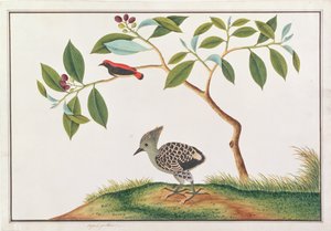 Picaflor de Espalda Escarlata con Pico de Madera Gris y Buff, de Dibujos de Aves de Malaca, c.1805-18