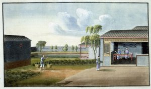 Clasificación del té de Chinese School