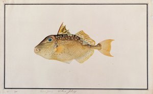 Pez Ballesta Estrellado, de Dibujos de Peces de Malaca, c.1805-18