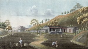Plantación de té de Chinese School