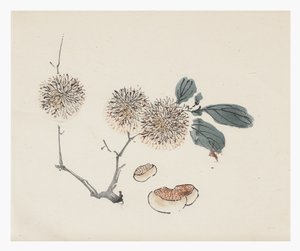 Serie de Diez Bambúes, siglo XVIII de Chinese School