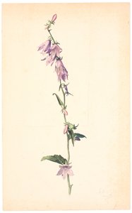 Campanula de Christen Dalsgaard