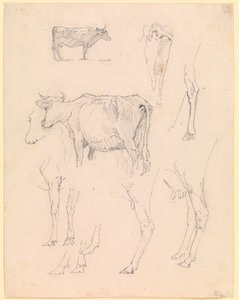 Vacas