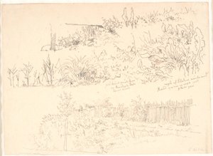 El sendero a lo largo de los lagos. Varios estudios de plantas y notas sobre ellas