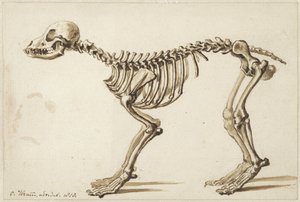 Esqueleto de un perro de lado