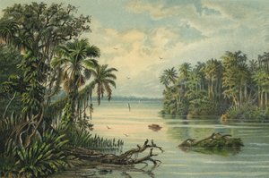 Selva tropical en el bajo Amazonas, Brasil