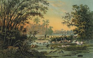 Vida silvestre en el medio Orinoco, Venezuela