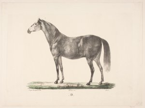 El caballo D de Christian David Gebauer