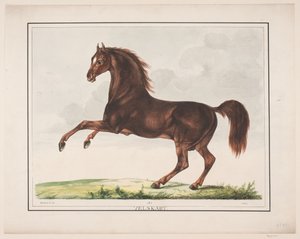 El caballo bien formado de Christian David Gebauer