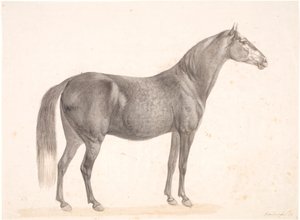 Caballo negro de Christian David Gebauer