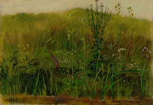 Plantas en la orilla