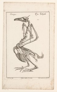 Esqueleto van een aalscholver Scarpa / A Sharb (título sobre el objeto) Diferentes Sceleta o Leg Bodies (título de la serie)