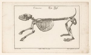 esqueleto de un erizo Erinaceus / Ein Egel (título sobre el objeto) Unterschiedliche Sceleta o Bone-Cörper (título de la serie) de Christian Hallbaur