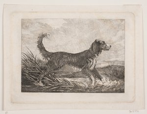 Un perro