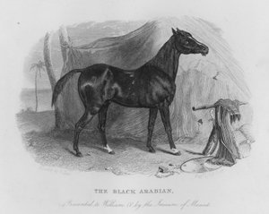 El árabe negro, presentado a Guillermo IV por el Imán de Mascate