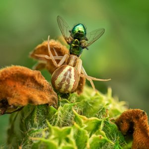 La presa de la araña cangrejo