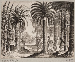 Palmeral con palmeras de betel de Christian Rothgiesser